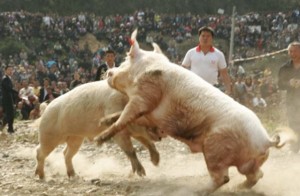 Pigs fighting